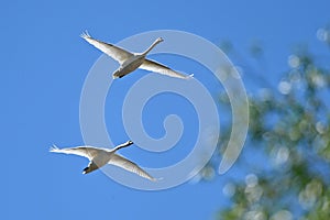 Two flying swans in Steyr